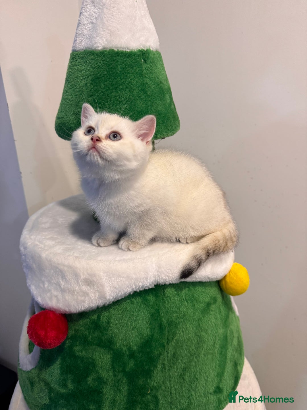 British Shorthair cats for sale: British Shorthair  - Advert 2