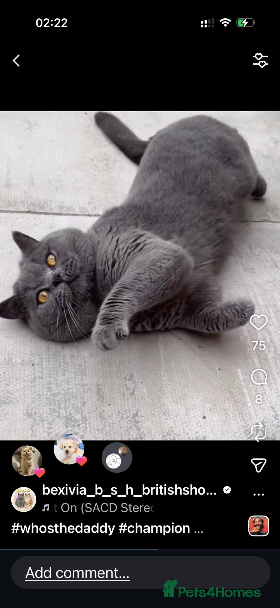 British Shorthair cats for stud: Champion Blue Boy, Kotoffski Lines FOR STUD - Advert 11