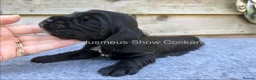 Cocker Spaniel dogs for sale: serbia line quality show cocker pups - Advert 11