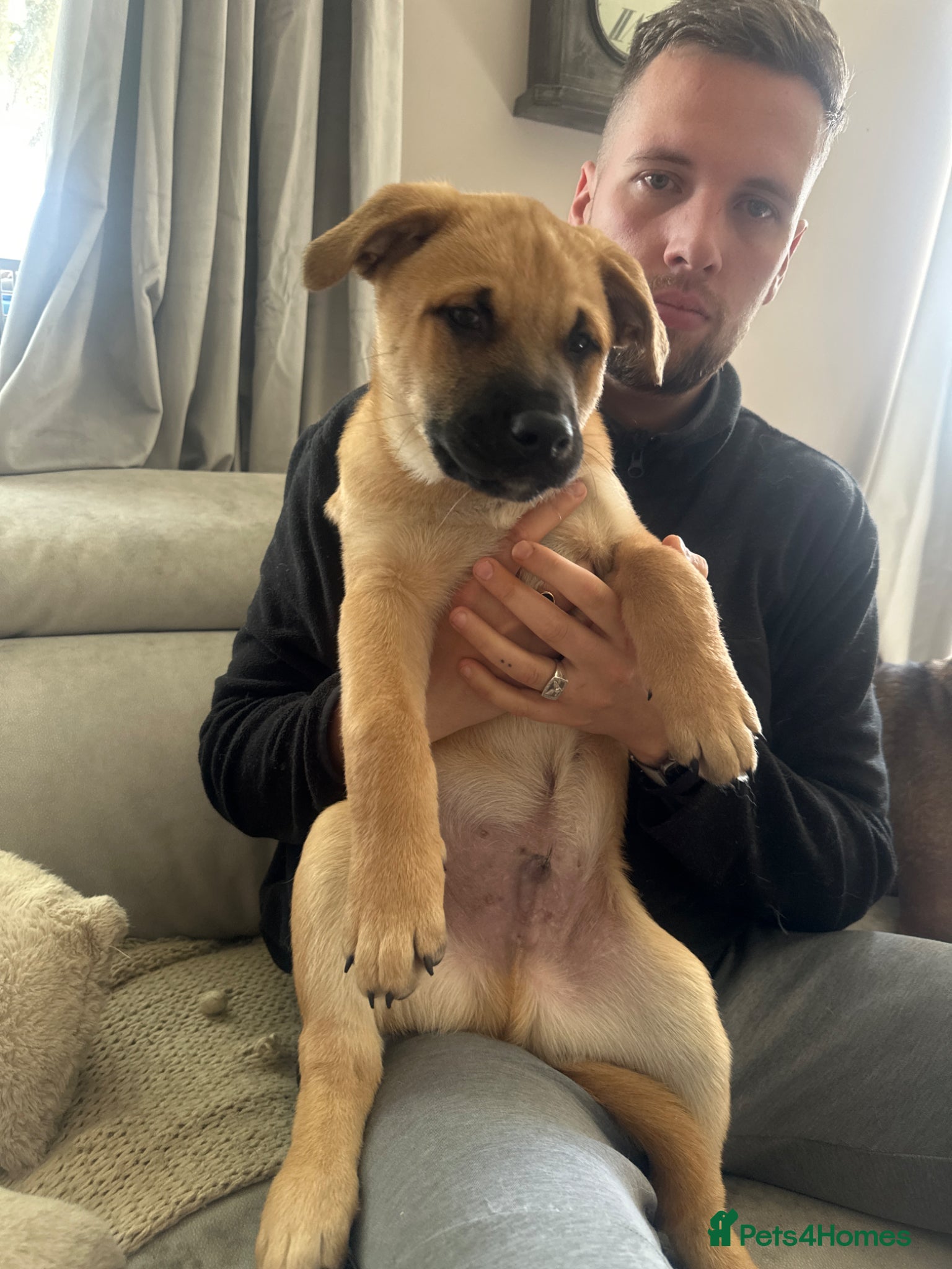 Mixed Breed dogs American Akita x Rhodesian Ridgeback - Advert 2