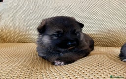 Shepsky dogs for sale: Gorgeous Shepsky pups (German shepherd x Husky) - Image 10