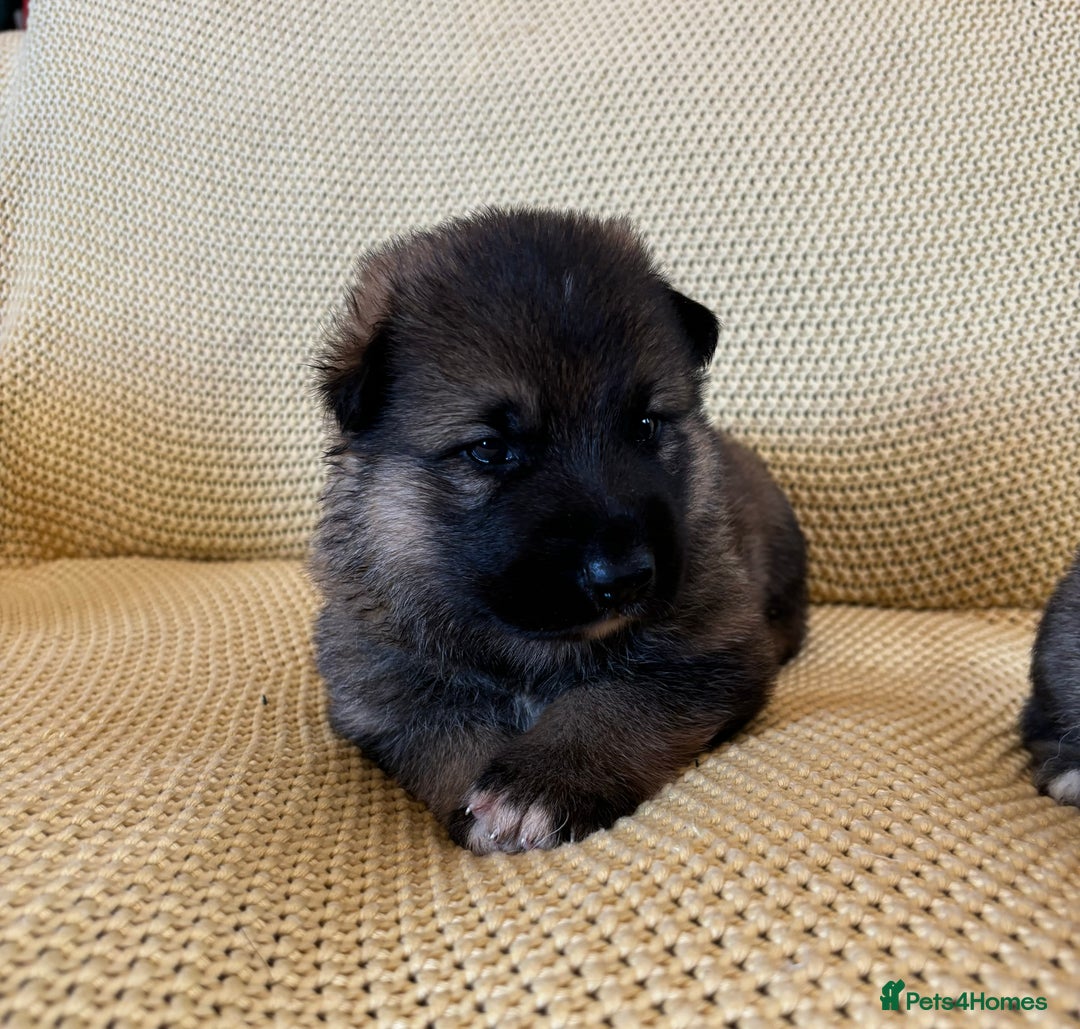Shepsky dogs for sale: Gorgeous Shepsky pups (German shepherd x Husky) - Image 10