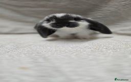 French Lop rabbits for sale: Beautiful French Lop Bunnies - Image 10