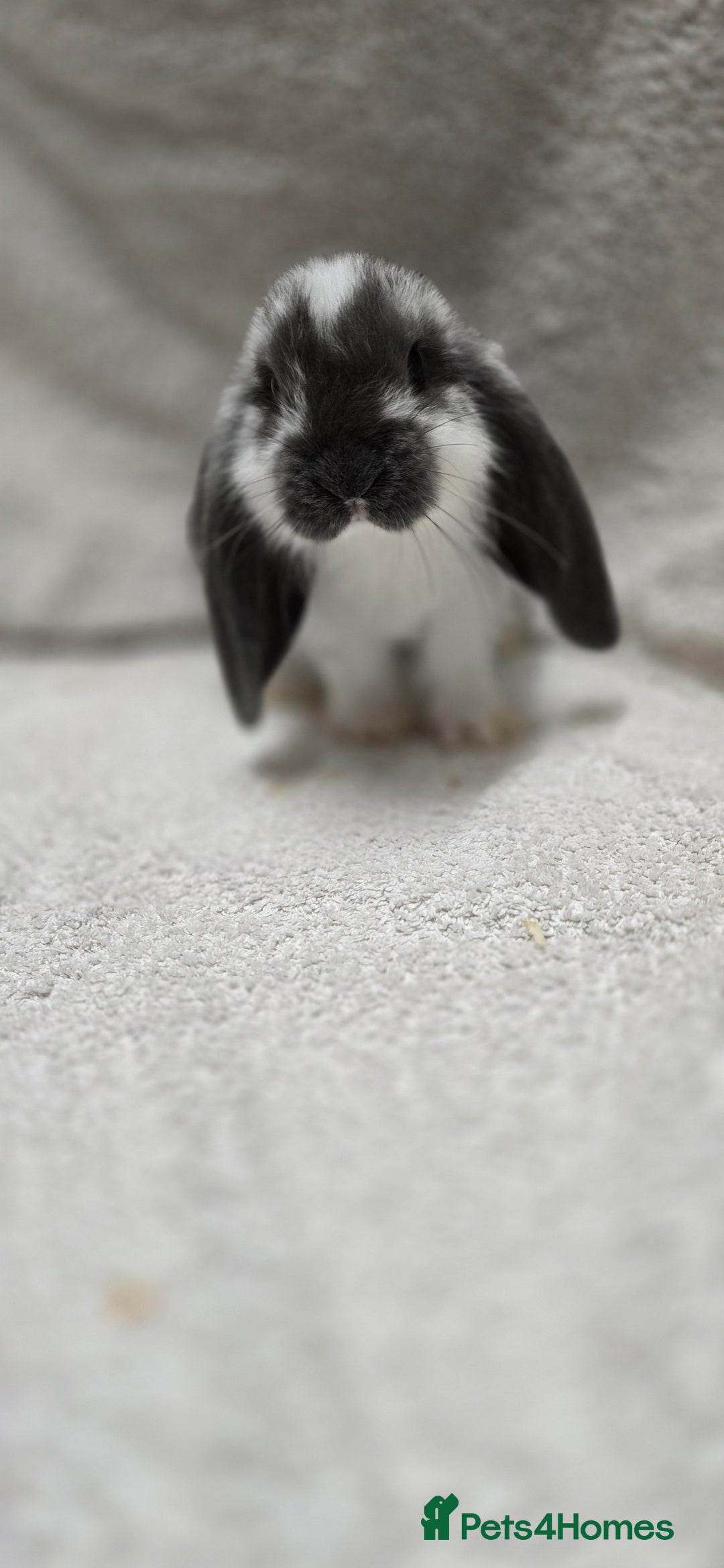 French Lop rabbits for sale: Beautiful French Lop Bunnies - Image 10