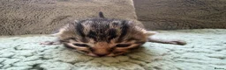 Mixed Breed cats for sale: Beautiful Kittens BSH Cross - Advert 12