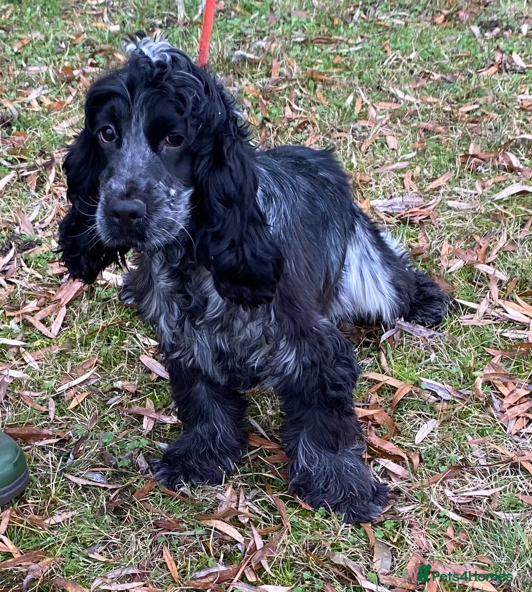 Cocker Spaniel dogs for sale: Adorable show cocker adult girls  - Advert 6
