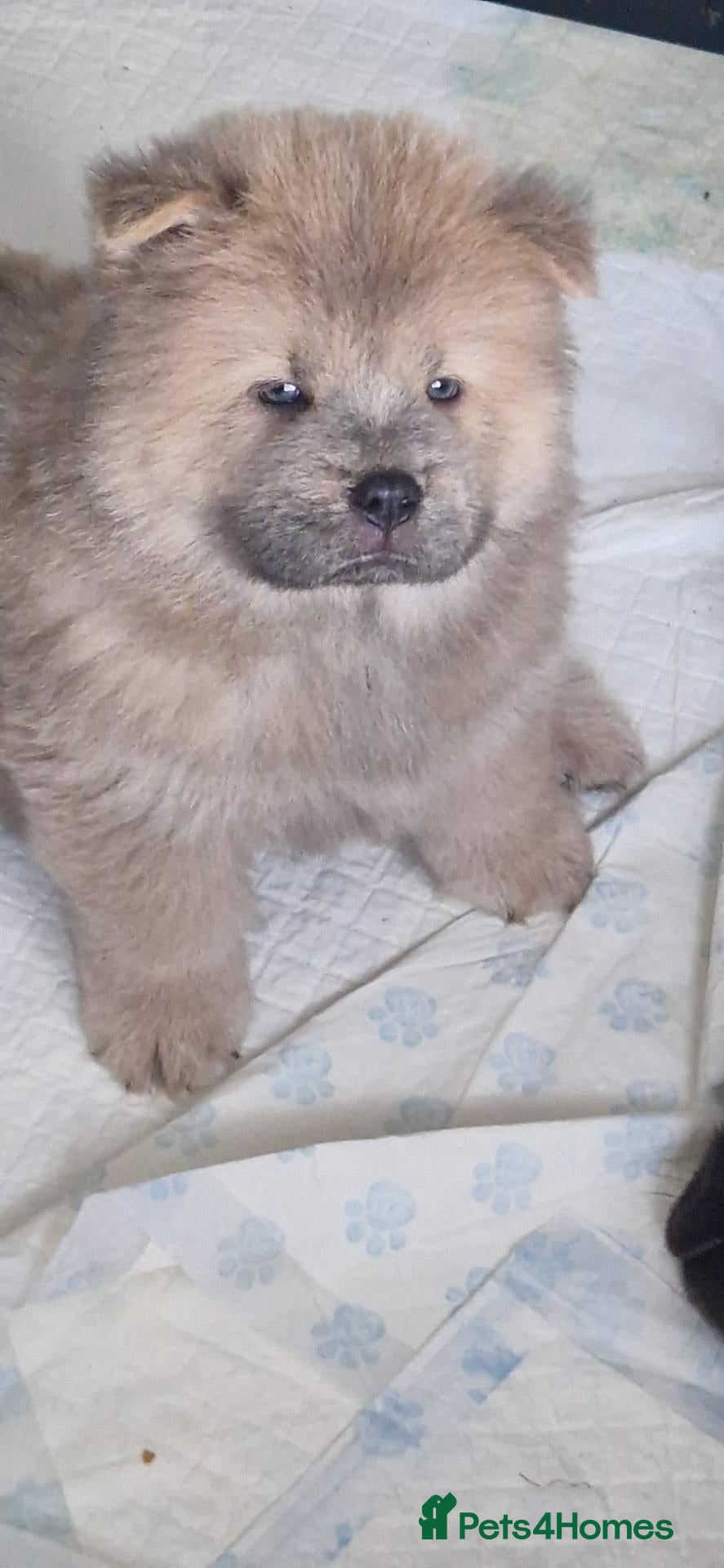 Chow Chow dogs Ready Now Chow Puppy's  - Advert 7