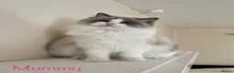 Ragdoll cats for sale: 🐾🩷*TICA REG* EU RAGDOLL KITTENS🌟 DNA CLEAR 🩵🐾 - Advert 19