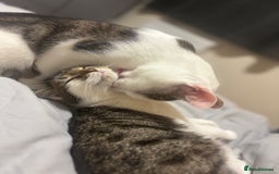 Domestic Shorthair cats for sale: Ash and Goose - Image 5