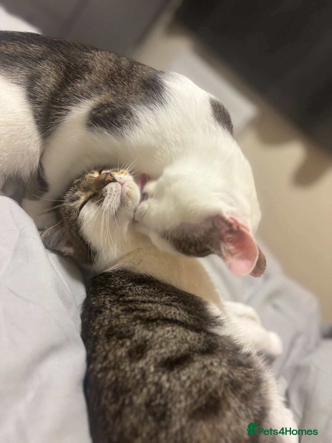 Domestic Shorthair cats for sale: Ash and Goose - Image 5
