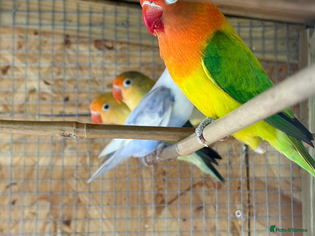 Lovebirds birds for sale: Colony of Fischer Lovebirds - Advert 9