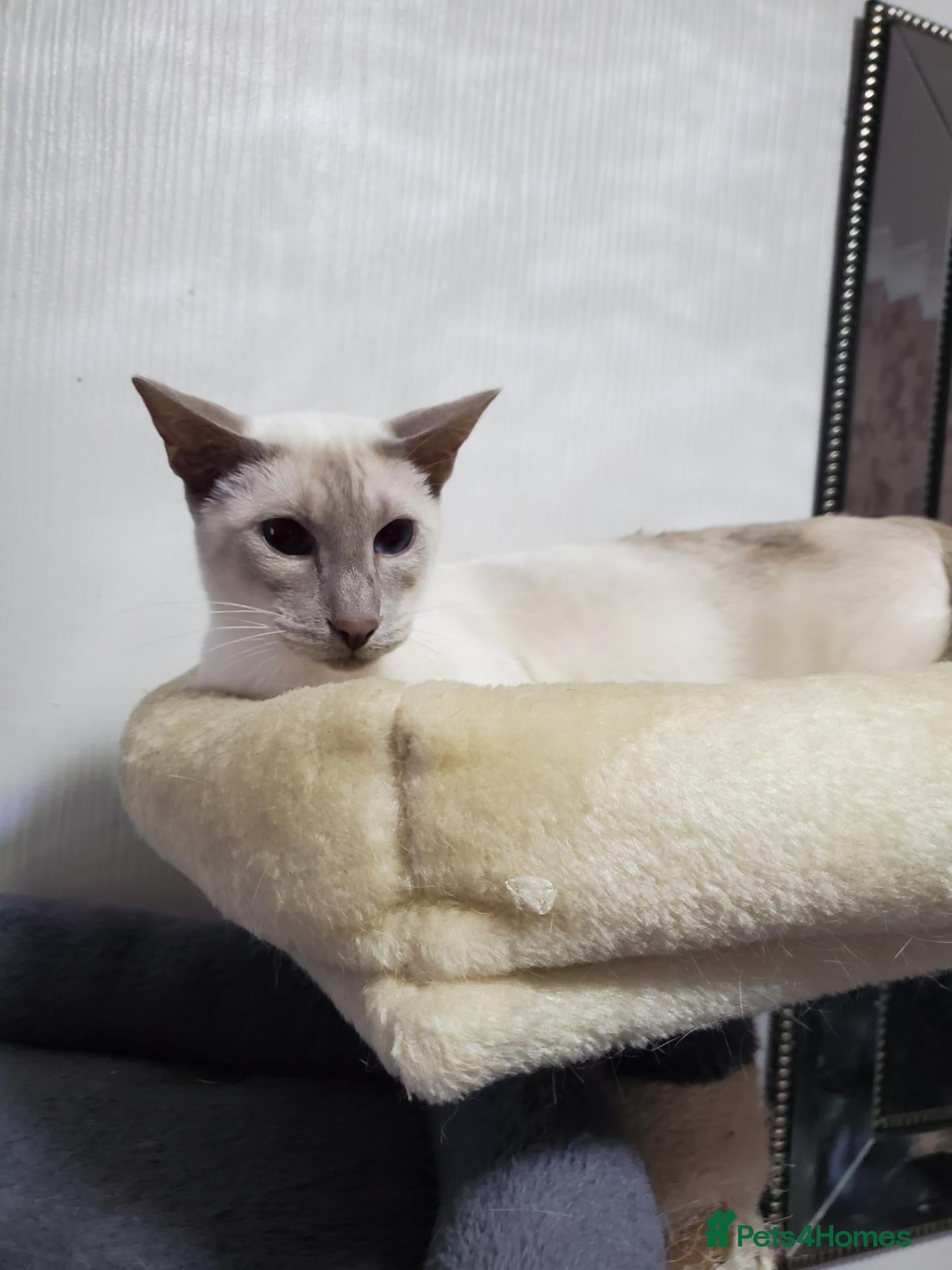Siamese cats for sale: pure bred siamese kittens  - Advert 4