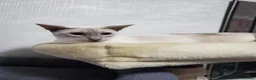Siamese cats for sale: pure bred siamese kittens  - Advert 1