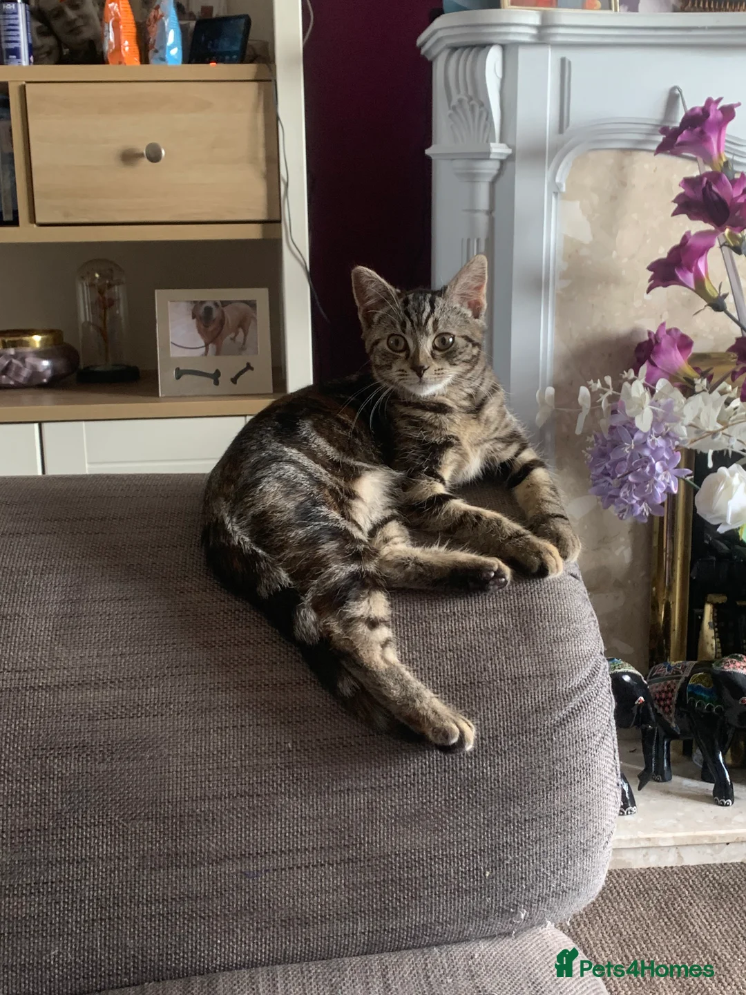 Mixed Breed cats for sale: Mollie - Advert 8