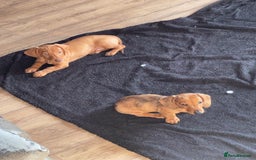 Miniature Dachshund dogs for sale: “Urgent homes needed! – Miniature Dashchunds - Image 1