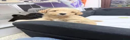 Shihpoo dogs for sale: Cute Shihpoo x Toy poodle puppies  in Stockport - Advert 14