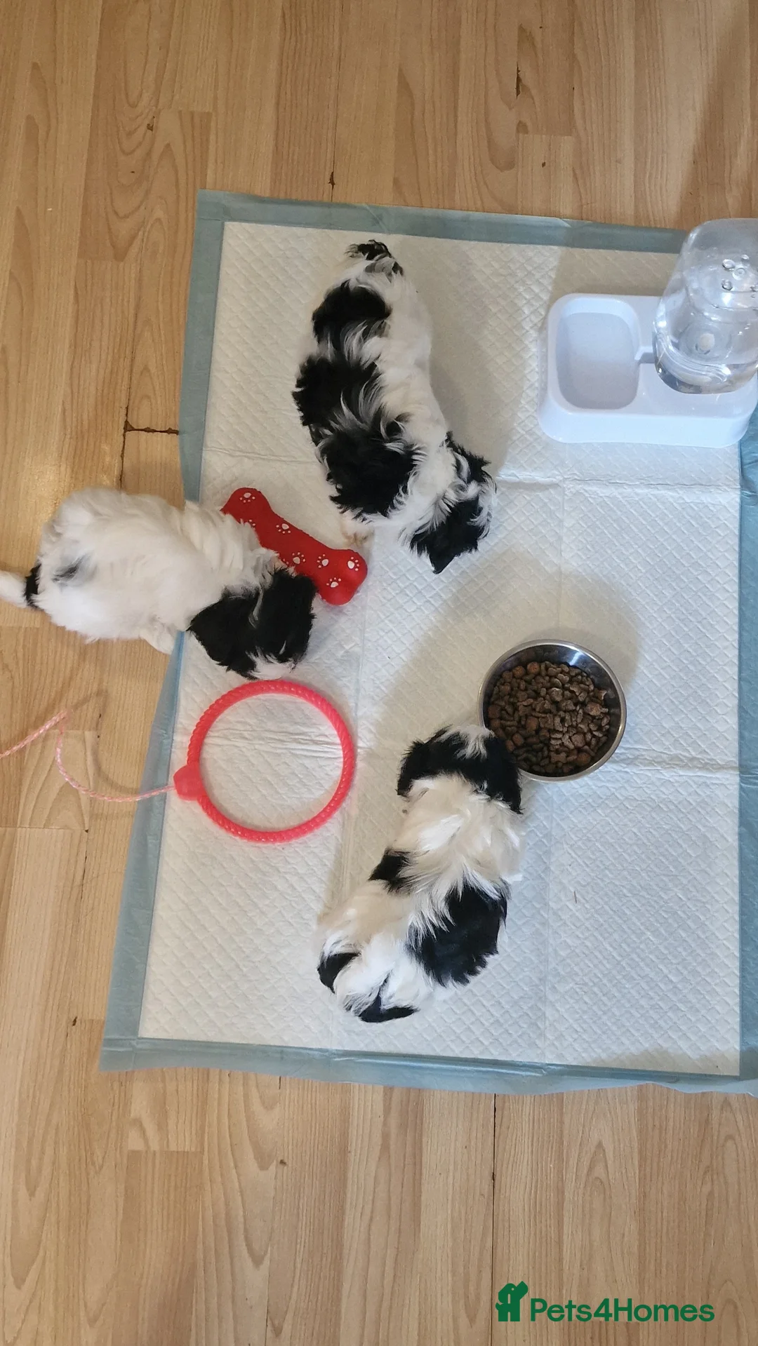 Shih Tzu dogs for sale: 🐾Amazing Purebred Shih Tzu Puppies Crawley 🐾 - Advert 1