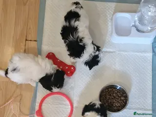 Shih Tzu dogs 🐾Amazing Purebred Shih Tzu Puppies Crawley 🐾 - Advert 6