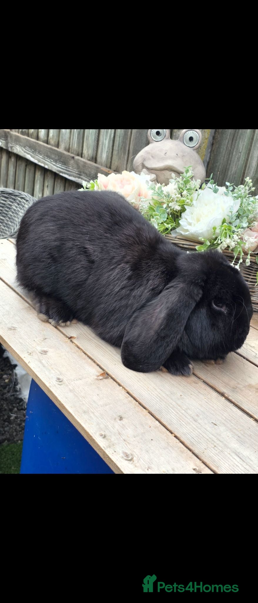 French Lop rabbits Sable french lop buck - Advert 1