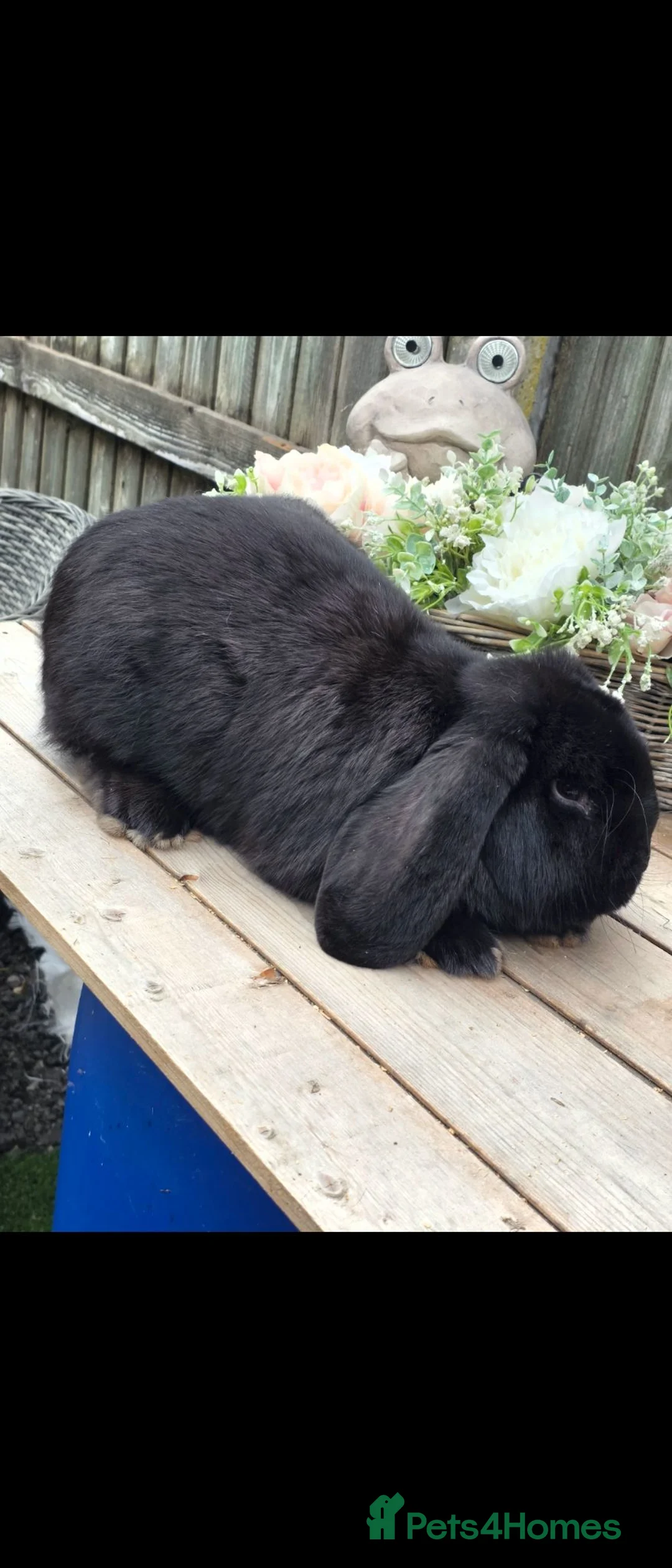 French Lop rabbits for sale: Sable french lop buck - Advert 1
