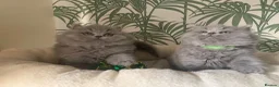 British Longhair cats for sale: Adorable GCCF registered British Longhair kittens in Bedford - Advert 3