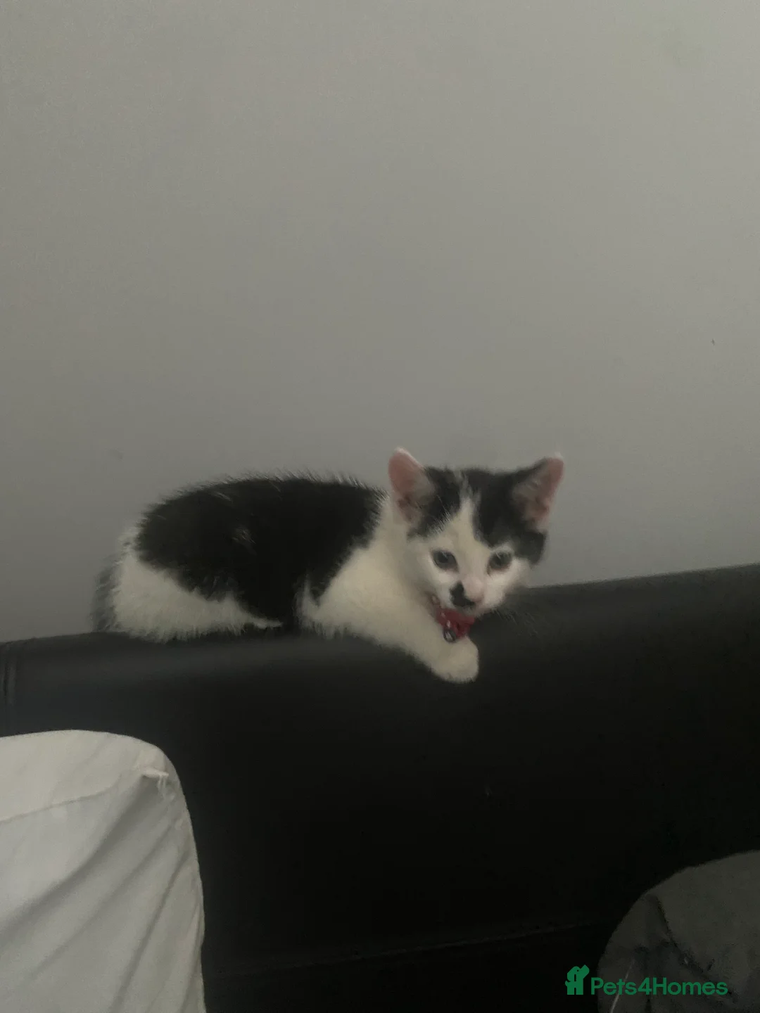 Mixed Breed cats for sale: 14 week old kitten - Advert 2