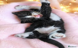Scottish Fold cats for sale: Bundle of 11 Scottish fold Straight Ears Kittens - Image 32