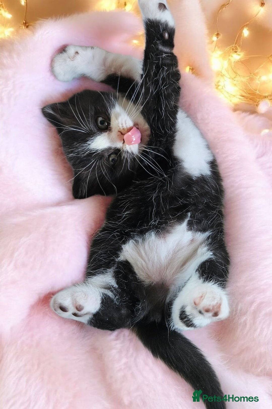 Scottish Fold cats for sale: Bundle of 11 Scottish fold Straight Ears Kittens - Image 32