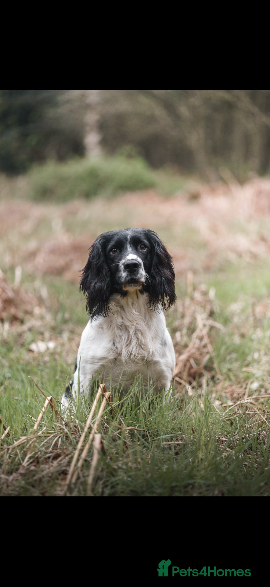 English Springer Spaniel dogs Exceptional ESS pups from tested working parents  - Advert 1