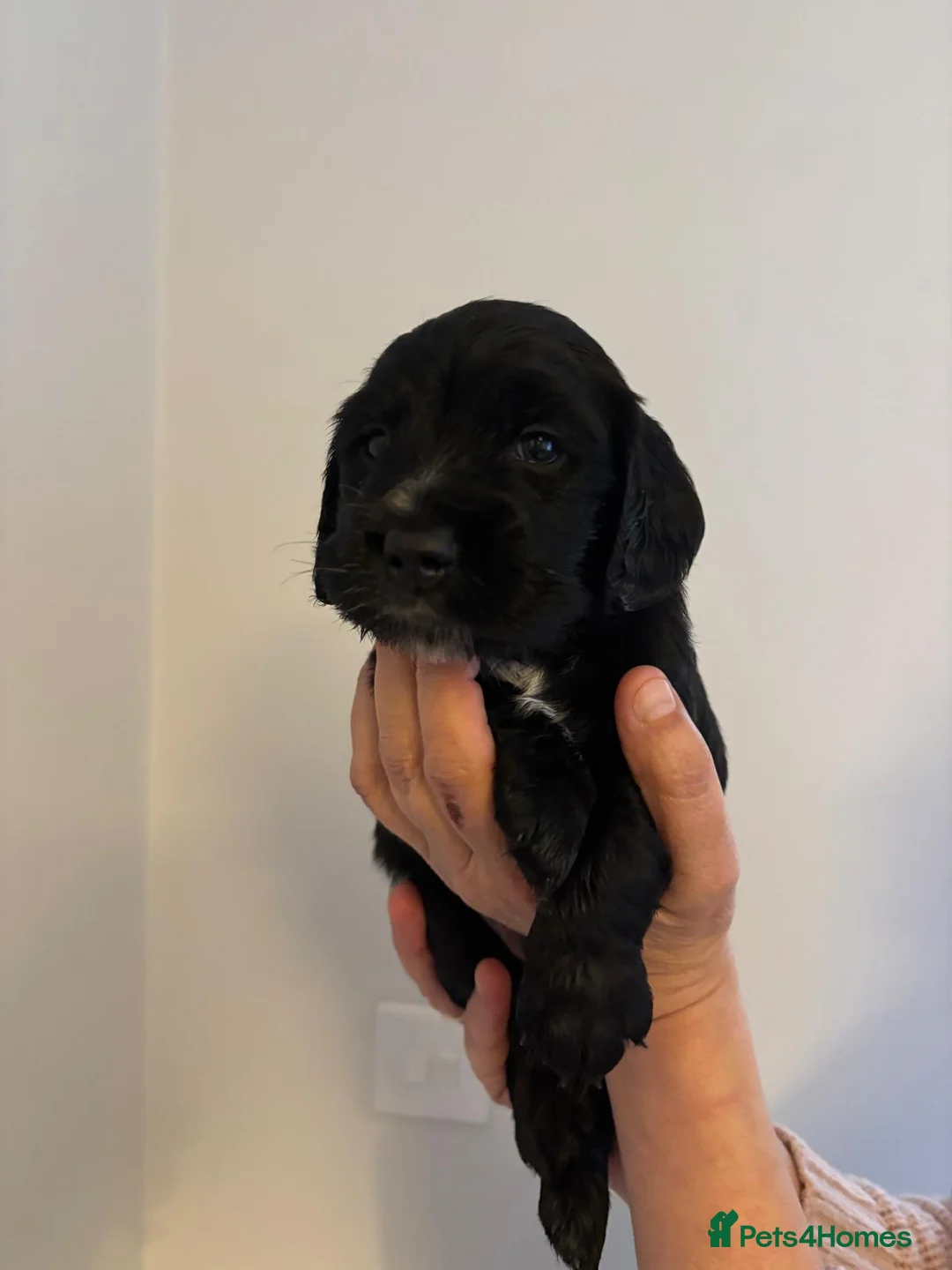 Cocker Spaniel dogs for sale: Cocker spaniel  - Advert 2
