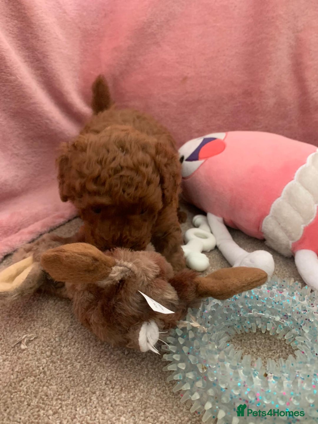 Toy Poodle dogs for sale: Toy poodle girl - Image 3