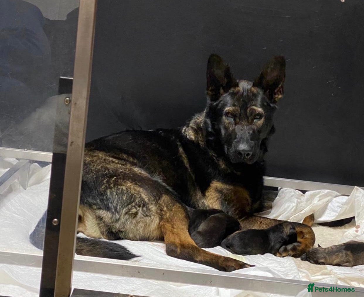 German Shepherd dogs for sale: 🐶Royal Kennel Club Straight Back GSD puppies🐶 in Virginia Water - Advert 1