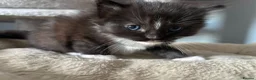 Mixed Breed cats for sale: Long‑Haired Ragdoll Cross Tortoiseshell Kittens - Advert 6