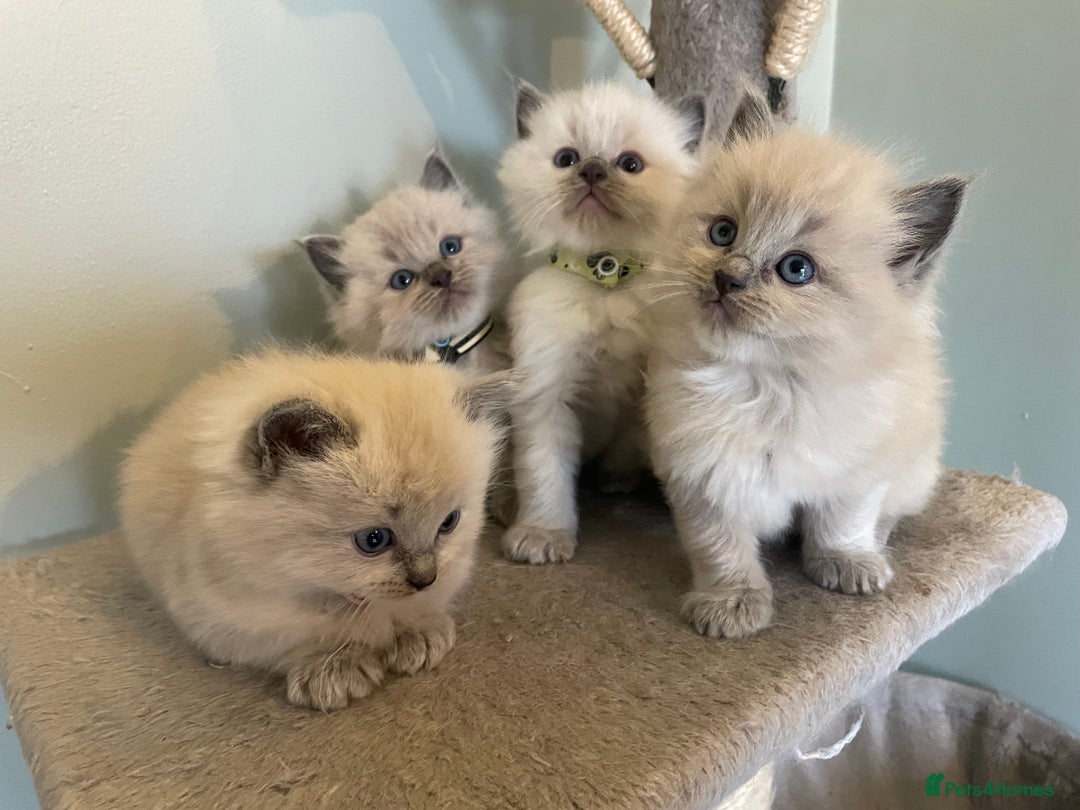Ragdoll cats for sale: Blue and Pure Blue Mitted Ragdoll Kittens - Image 8