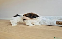 Shih Tzu dogs for sale: Shihtzu  - Image 12