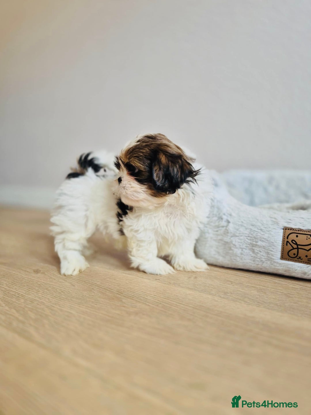 Shih Tzu dogs for sale: Shihtzu  - Image 12