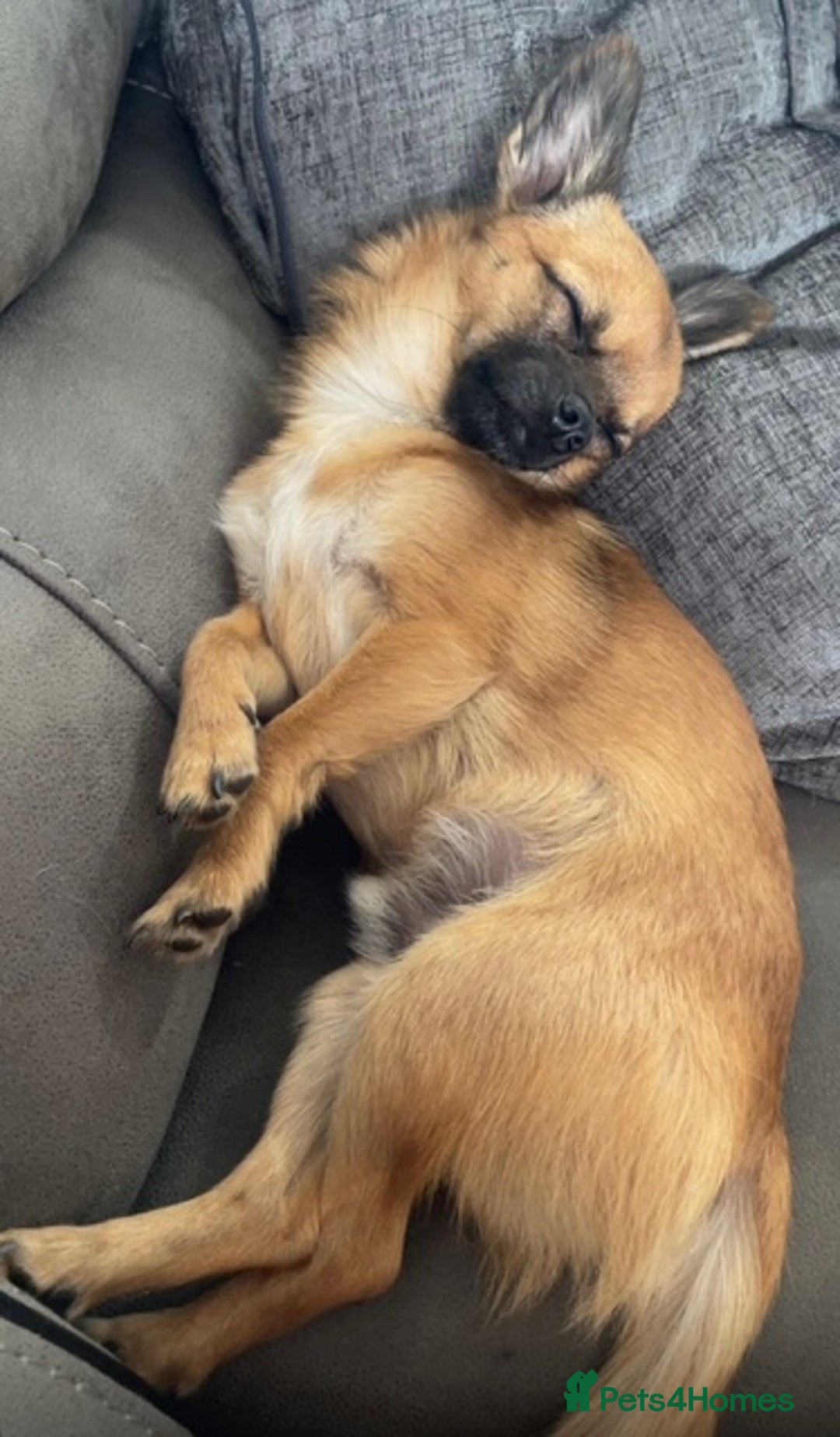 Chihuahua dogs for sale: Chihuahua Male - Image 2