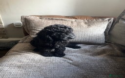 Cockapoo dogs for sale: Reduced!!! Last 2 ready now, F1B Cockapoos in Whitley Bay - Image 20