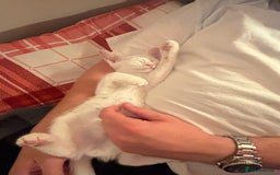 Mixed Breed cats for sale: Two Beautiful Kittens 💕 - Image 4