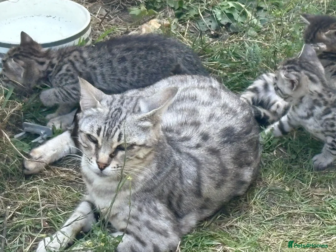 Bengal cats for sale: 4 beautiful Bengal Kittens - Advert 1