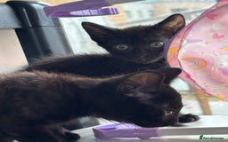 Domestic Shorthair cats for sale: Kittens for sale  - Image 20