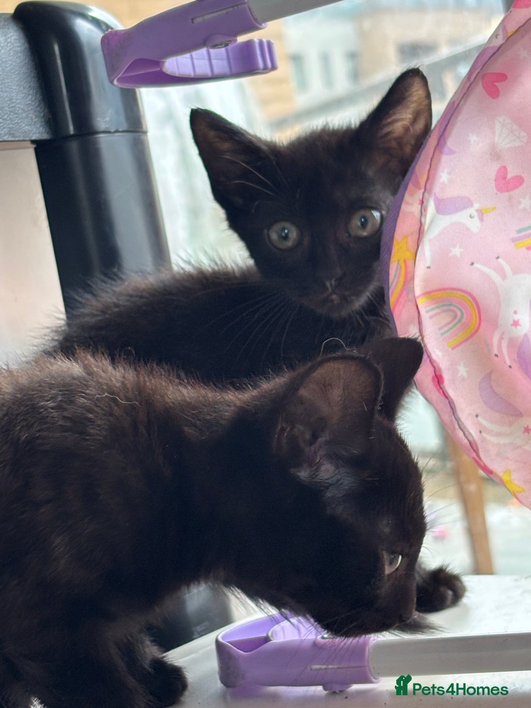 Domestic Shorthair cats for sale: Kittens for sale  - Image 20