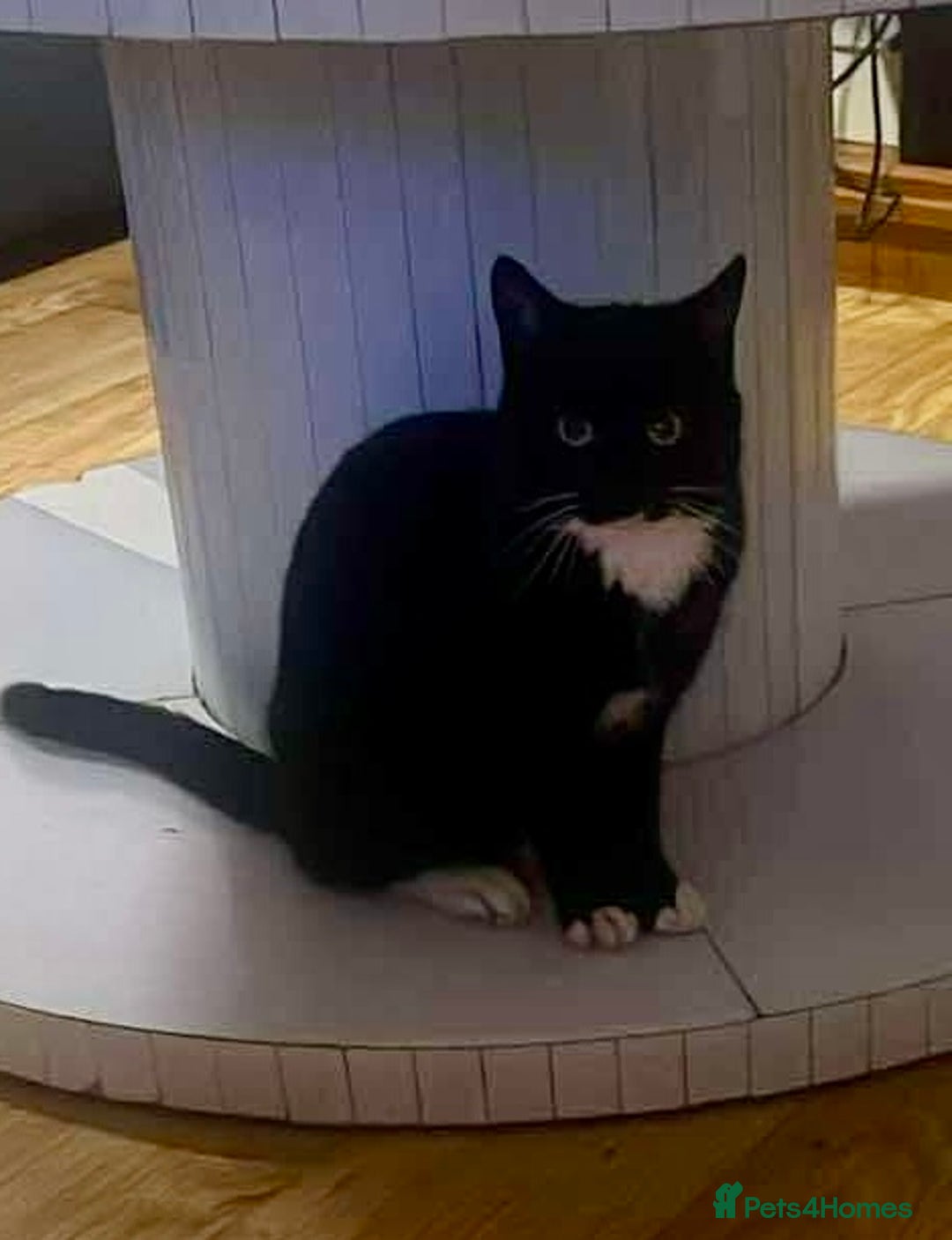 Mixed Breed cats for sale: 8 month old kitten - Advert 1