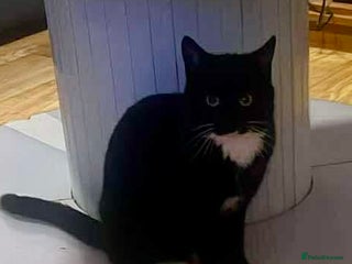 Mixed Breed cats 8 month old kitten - Advert 1