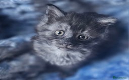 Maine Coon cats for sale: *PRICE DROP* ONLY 1 GIRL LEFT!!! *READY NOW* GCCF! in Alfreton - Image 4