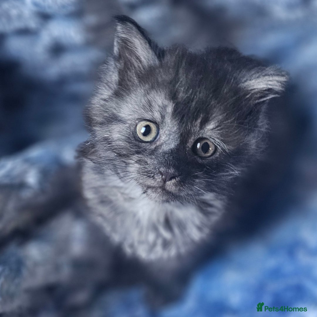 Maine Coon cats for sale: *PRICE DROP* ONLY 1 GIRL LEFT!!! *READY NOW* GCCF! in Alfreton - Image 4