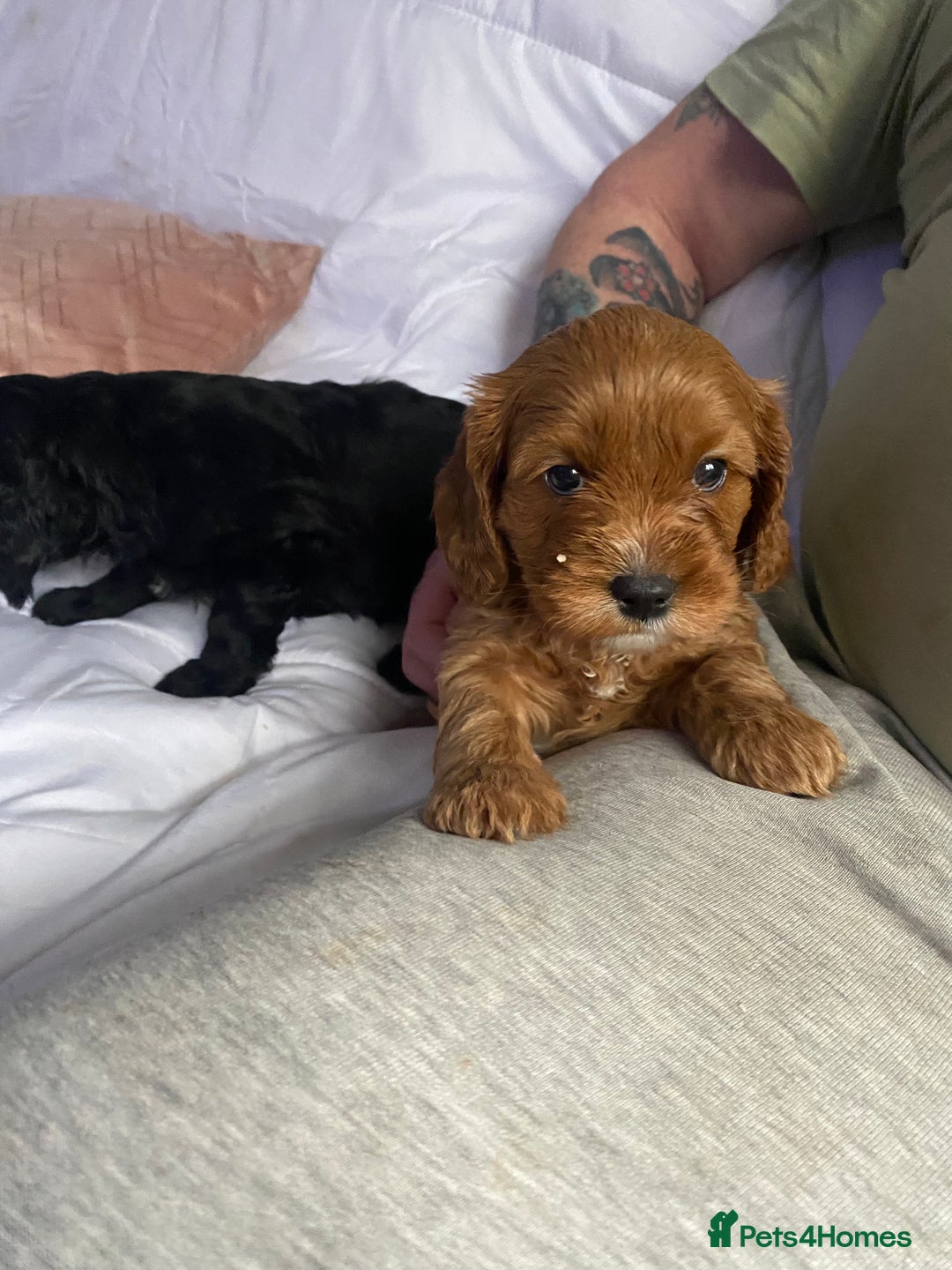 Cavapoo dogs for sale: Stunning cavapoo pups  - Advert 3