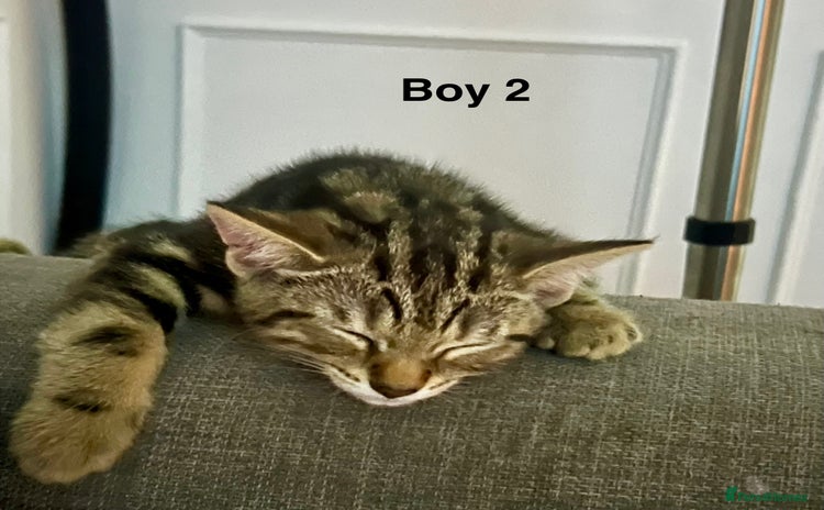 Bengal cats - Advert 15