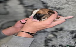 Boxer dogs for sale: Boxer puppies - Image 7