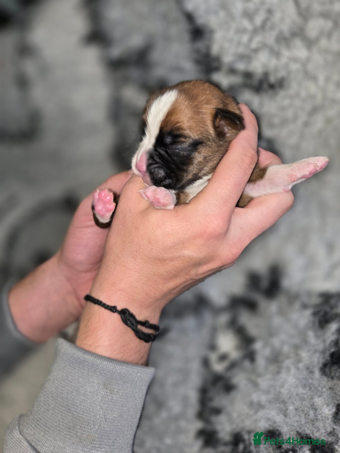 Boxer dogs for sale: Boxer puppies - Image 7
